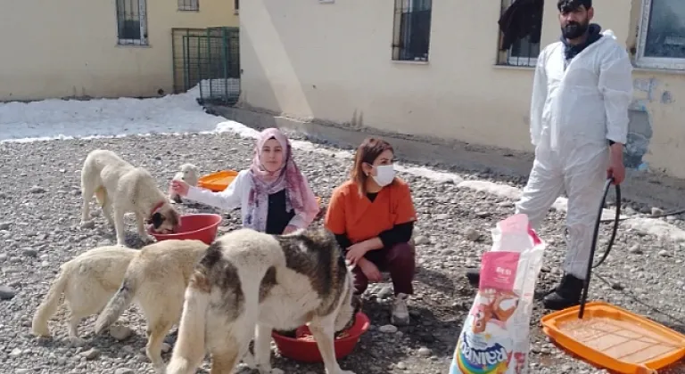 Ağrı'da sokak köpekleri kısırlaştırılıyor