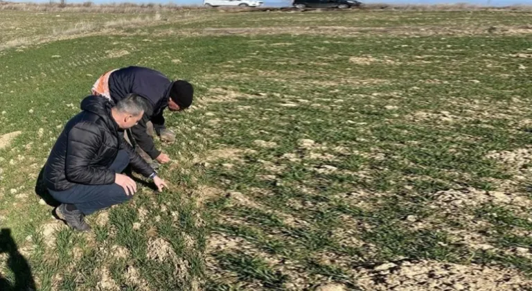 Büyük istila başladı, herkes alanını korusun Her yere zehir bırakılıyor