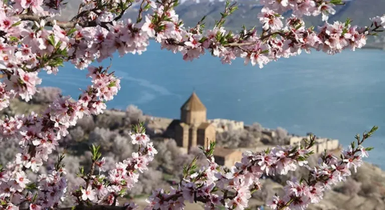 Çiçek açan badem ağaçları Akdamar Adası'nı renklendirdi