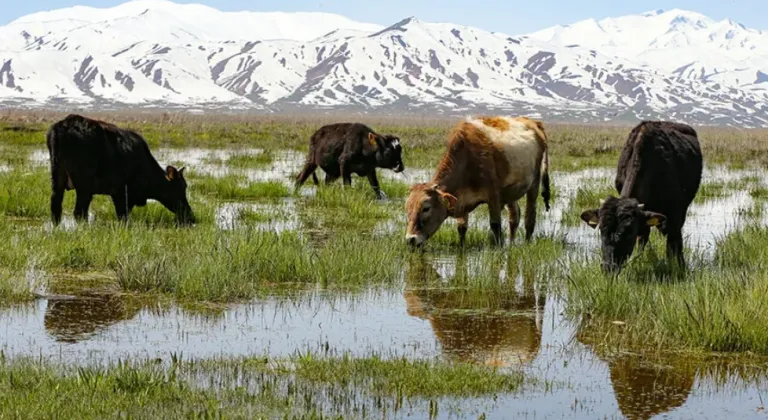 Hakkari'de besiciler hayvanlarını yeşeren meralara çıkarmaya başladı