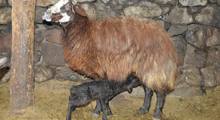 Kuzu doğumları kışın zorlu geçtiği Erzurum kırsalındaki besicileri sevindirdi