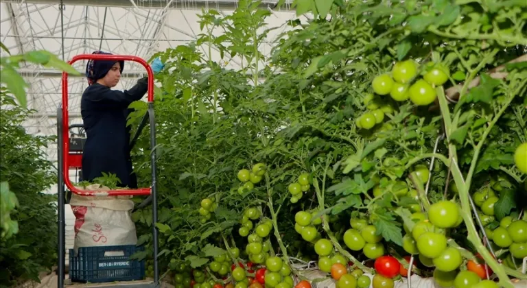 Manisa Kula'da jeotermal enerjinin kullanıldığı ilk serada domates hasadı yapıldı