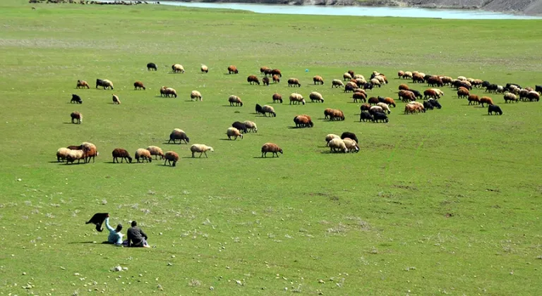 Muşlu besiciler baharın gelmesiyle hayvanlarını merada otlatmaya başladı