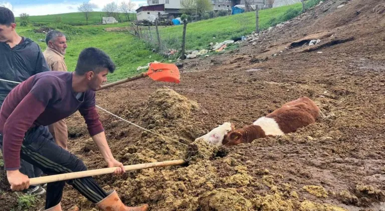 Tezek yığınına batan inek yavrusu saatler sonra kurtarıldı