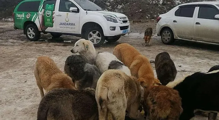 Van'da jandarma hayvanları unutmadı