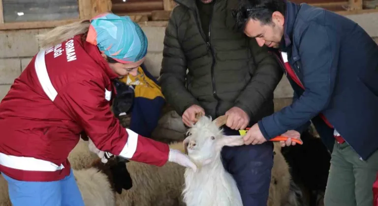 Van’da zorlu kış şartlarına rağmen aşı ve küpe çalışmaları sürüyor